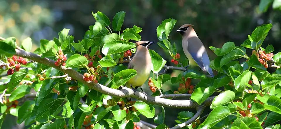 Zwei Zedernwachsvögel in einem Maulbeerbaum illustrieren die über zweieinhalbtausend Jahre alte Fabel des griechischen Dichters Aesop. Zwei Zedernwachsvögel in einem Maulbeerbaum.