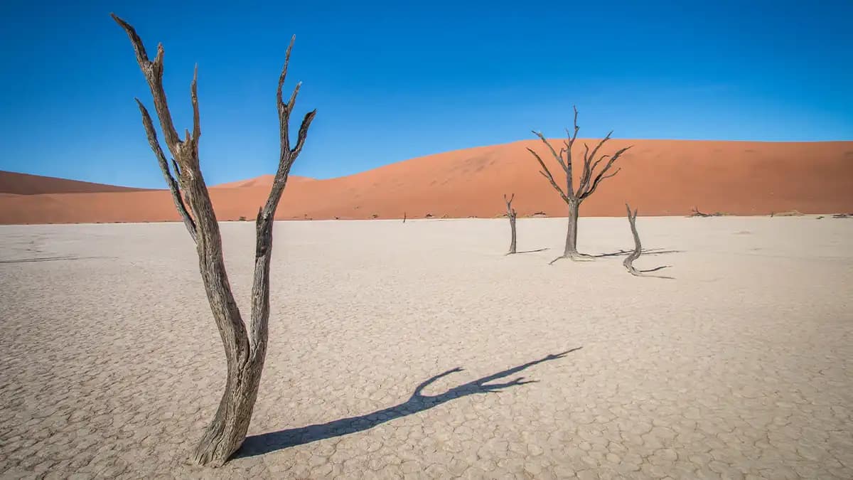 I Walked With A Zombie I Walked With A Zombie